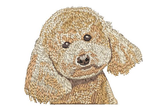 Apricot Poodle: A Designer’s Review for Commercial Use